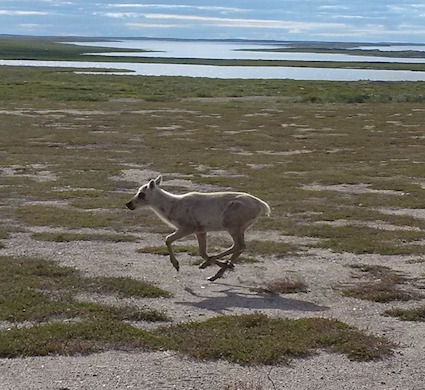 Baby Caribou